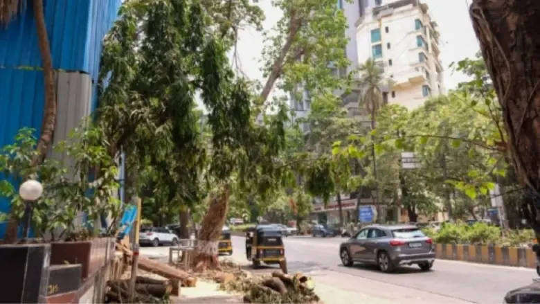 Mumbai में भारी बारिश से गिर रहे हैं पेड़, अब IIT और Mumbai University की मदद लेगा BMC